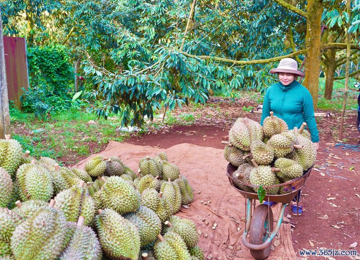 Hiệp hội Rau quả thông tin khẩn cấp， phản đối mạnh mẽ giả mạo mã số vùng trồng sầu riêng - Ảnh 1.