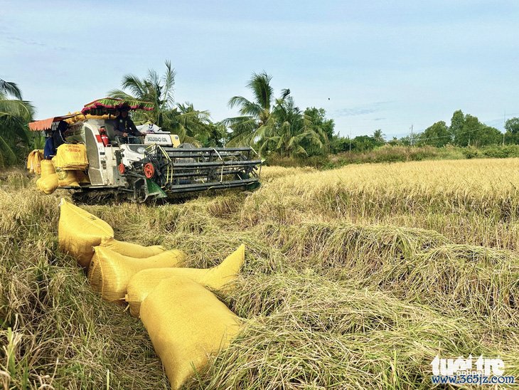 Giá lúa gạo miền Tây sẽ tiếp tục giảm， vì sao? - Ảnh 1.